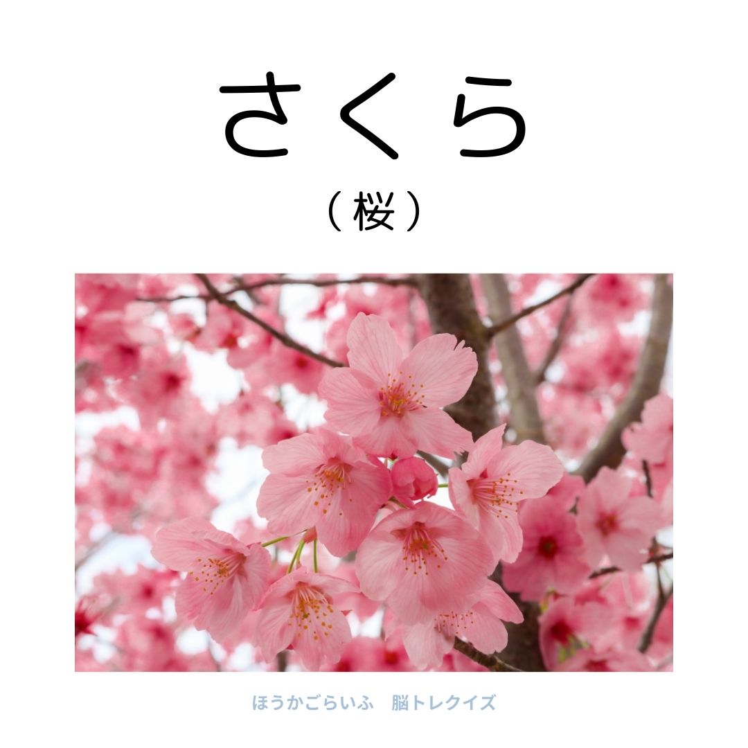 高齢者向け（無料）言葉の並び替えで脳トレしよう！文字（ひらがな）を並び替える簡単なゲーム【花の名前】健康寿命を延ばす鍵